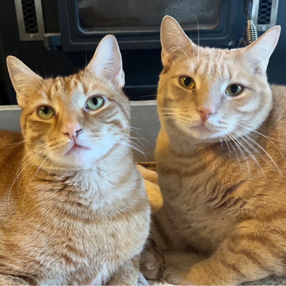 Meet your Posher, Jillian